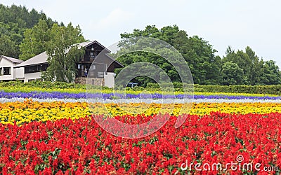 Various colorful flowers fields at Tomita Farm, Furano, Hokkaido Stock Photo